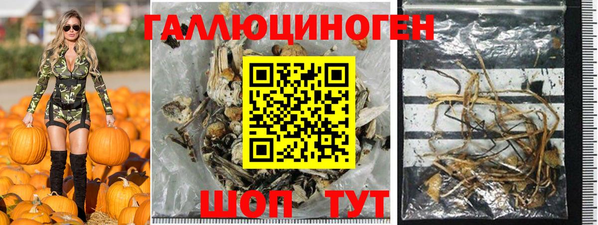 Псилоцибиновые грибы Psilocybe  Вход с VPN  Зеленогорск 